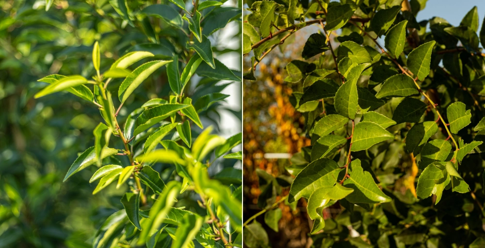Vor- und Nachteile des portugiesischen Lorbeers