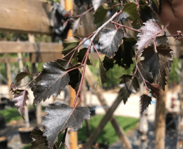 Bäume mit den schönsten Herbstfarben