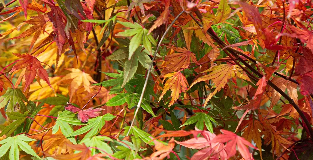 Bäume für einen Japanischen Garten