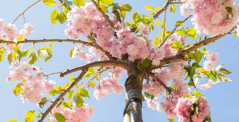 Welche Bäume blühen im April