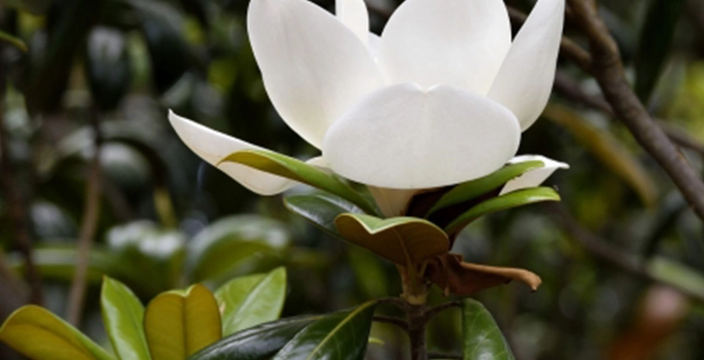 Bäume mit weißen Blüten