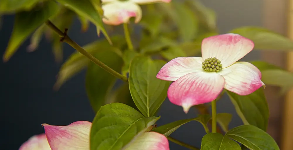 Bäume mit rosa Blüten