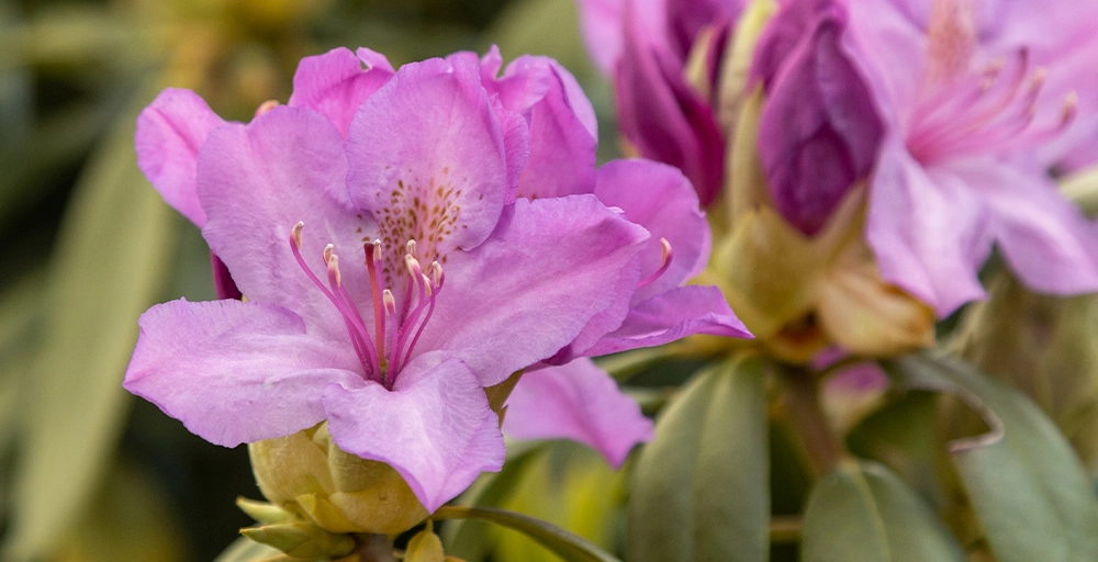 Den Garten auf den Frühling vorbereiten