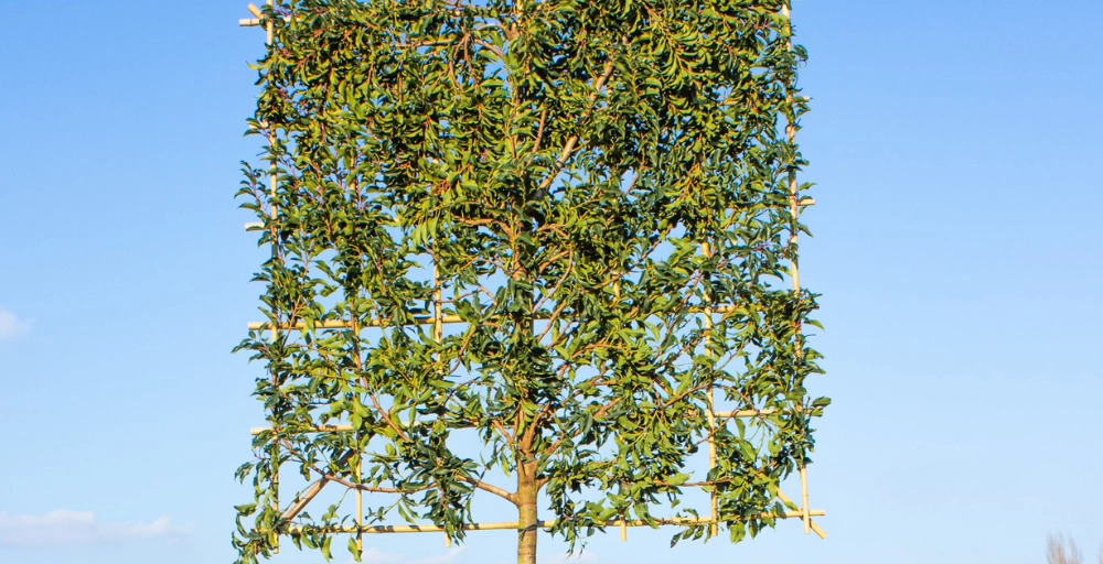 Vor- und Nachteile des portugiesischen Lorbeers