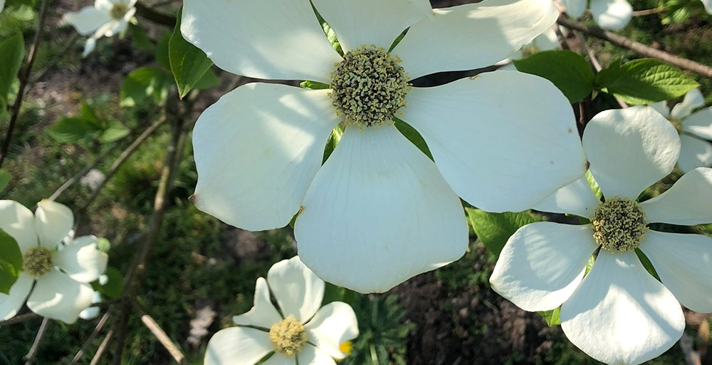 Bäume mit weißen Blüten