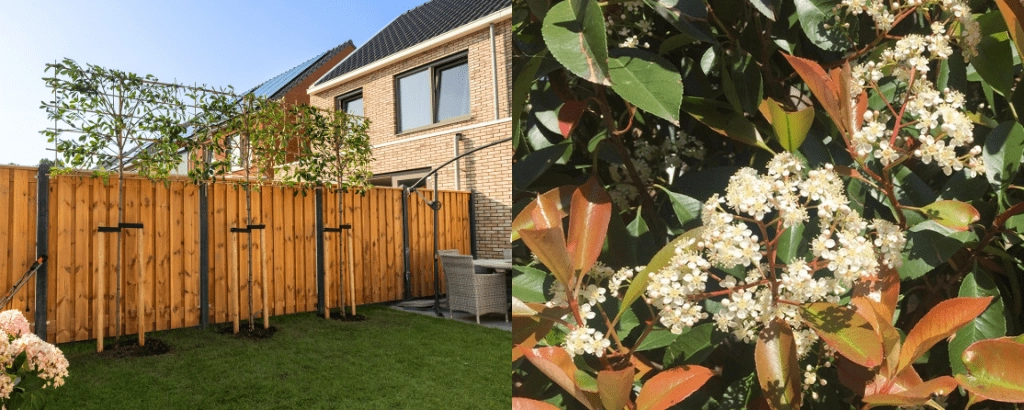 Was sind die 8 beliebtesten Bäume 2025?