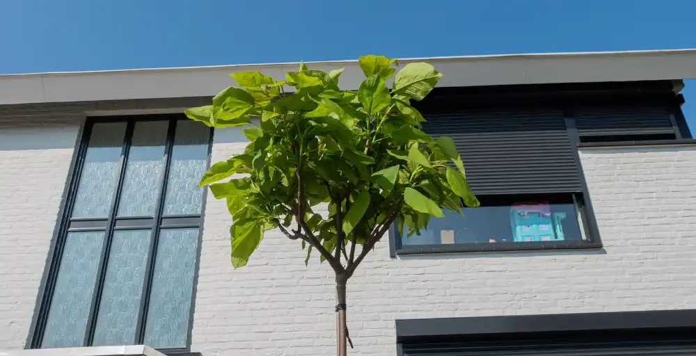 Alle Vor- und Nachteile der Kugelcatalpa