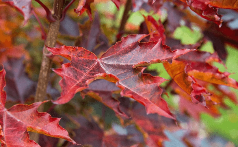 Bäume mit den schönsten Herbstfarben
