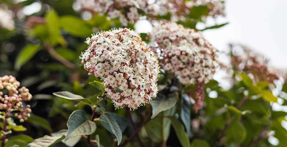 Bäume mit weißen Blüten