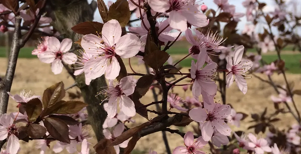 Bäume mit rosa Blüten