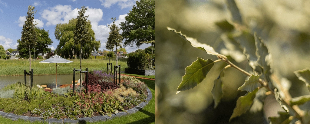 Was sind die 8 beliebtesten Bäume 2025?