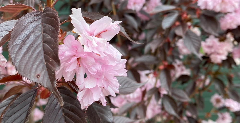 Welche Bäume blühen im April