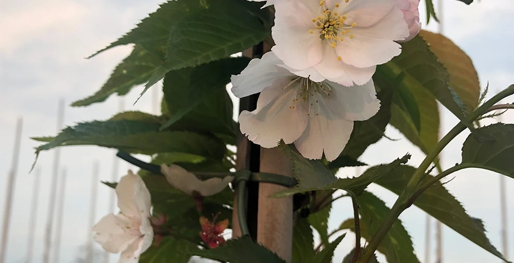 Bäume für einen Japanischen Garten
