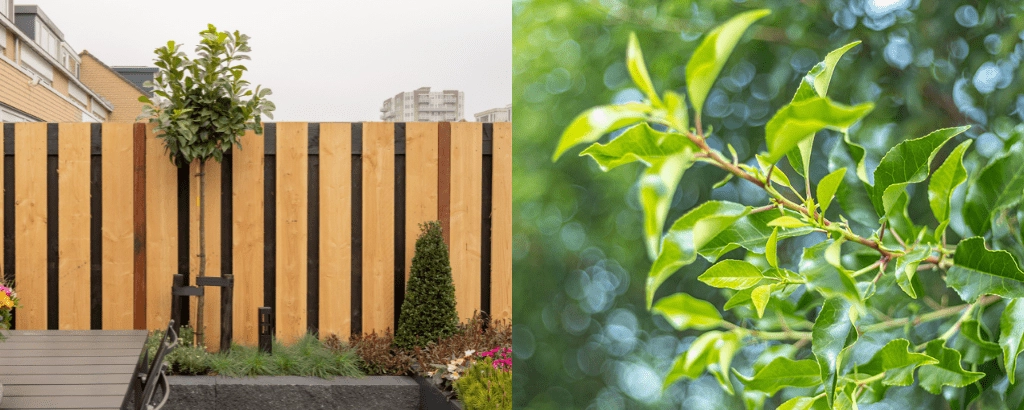 Was sind die 8 beliebtesten Bäume 2025?