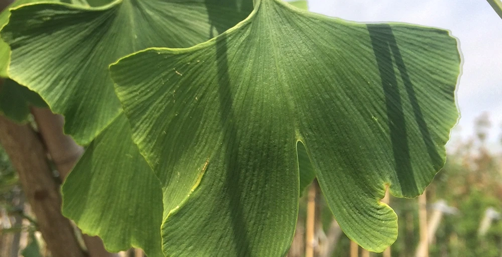 Bäume für einen Japanischen Garten