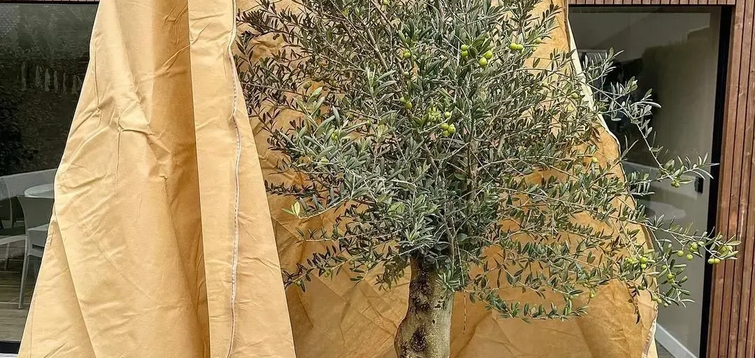 Der Winter steht vor der Tür: Was bedeutet das für die Bäume in Ihrem Garten?
