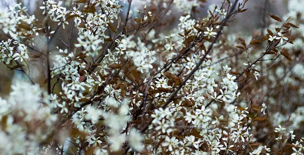 Was sind die Vor- und Nachteile einer Felsenbirne (Amelanchier)?