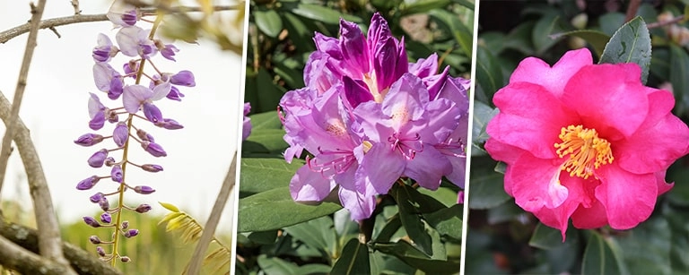 Gartenkalender Juni: Sommerfit machen und Schädlinge bekämpfen