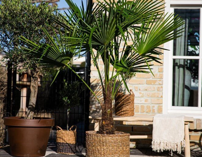 Wie verschönern Sie Ihre Terrasse mit dem richtigen Baum?
