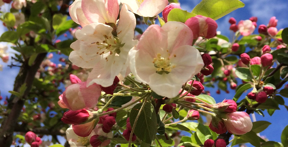 Bäume mit weißen Blüten