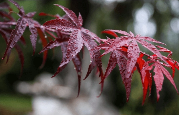 Bäume mit den schönsten Herbstfarben
