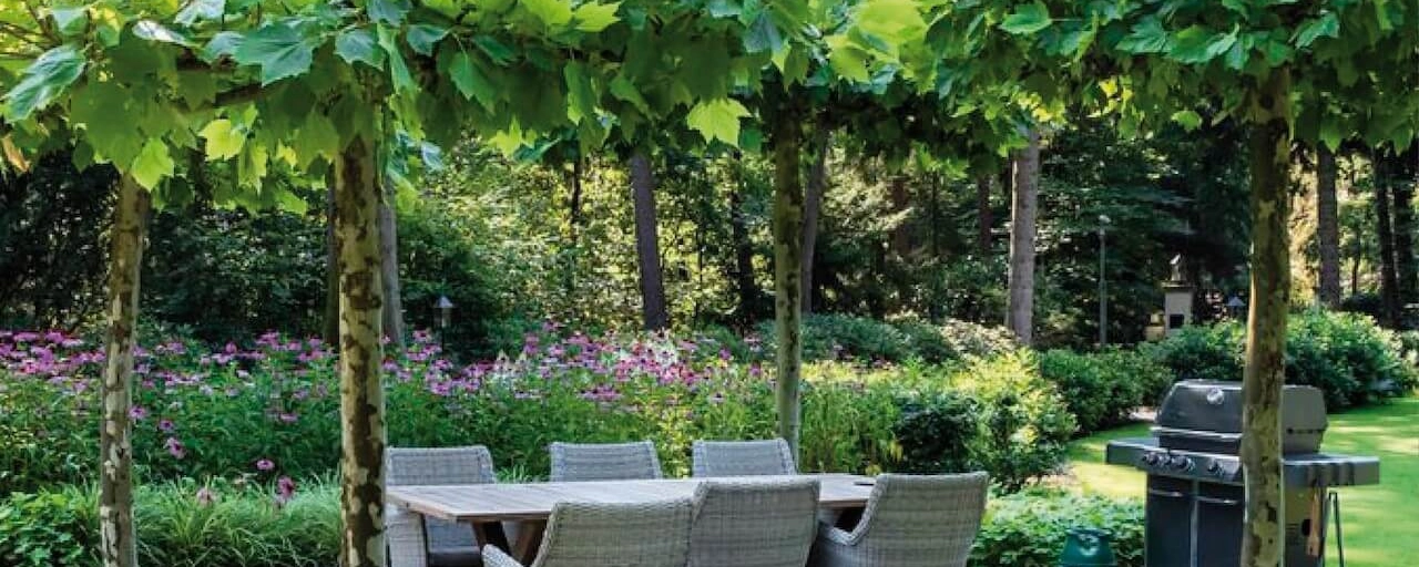 Wie verschönern Sie Ihre Terrasse mit dem richtigen Baum?