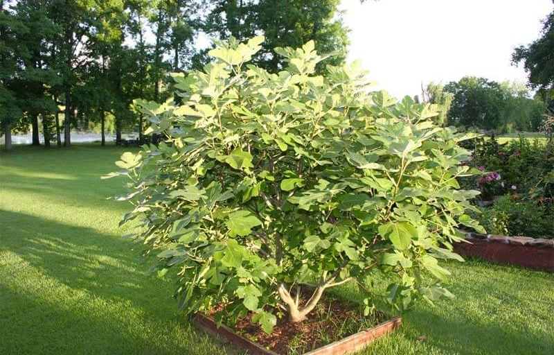 Wie verschönern Sie Ihre Terrasse mit dem richtigen Baum?