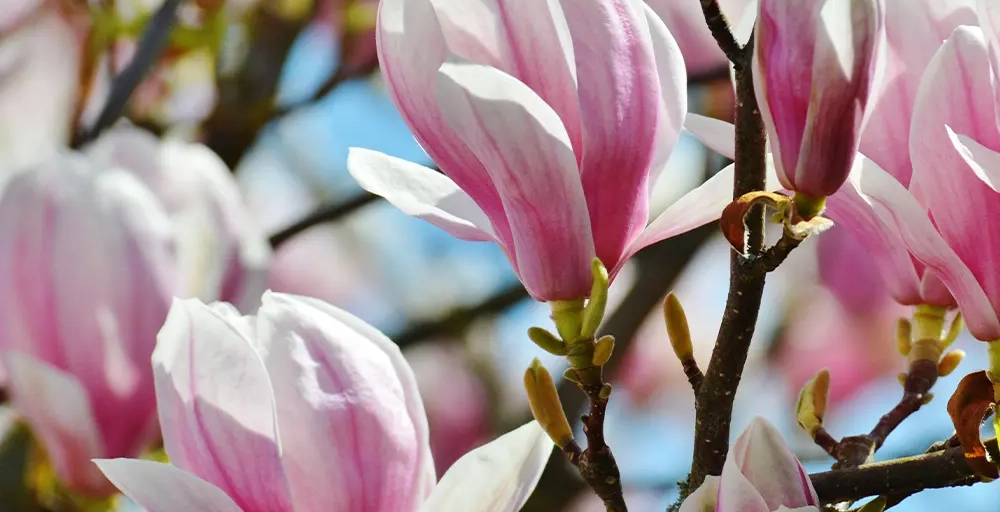 Bäume mit rosa Blüten