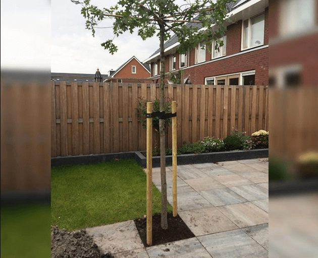 Baumarten: Welche Arten von Bäumen können Sie in Ihrem Garten pflanzen?