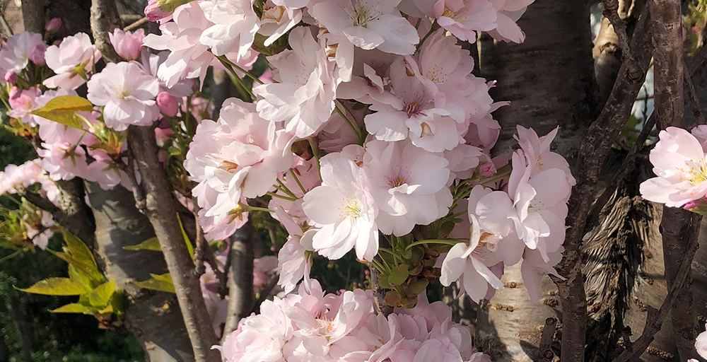Welche Bäume blühen im April