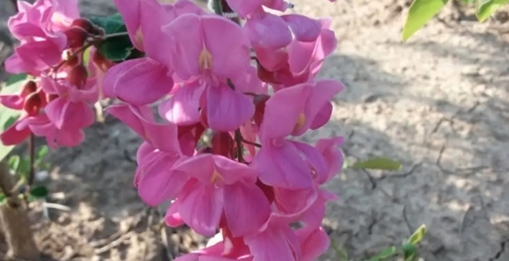 Bäume mit rosa Blüten