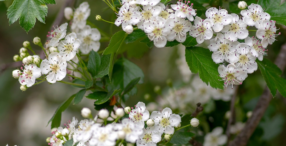 Welche Bäume blühen im April