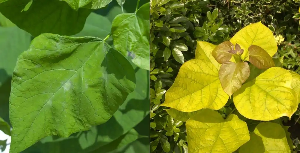 Alle Vor- und Nachteile der Kugelcatalpa