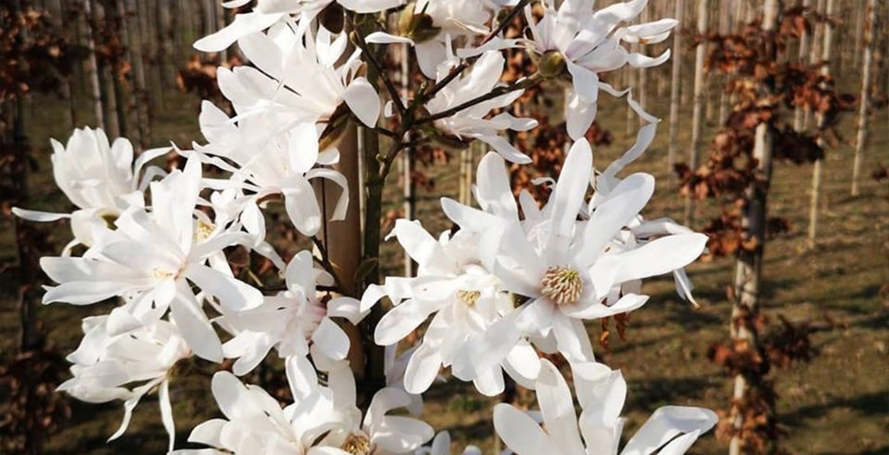 Bäume mit weißen Blüten