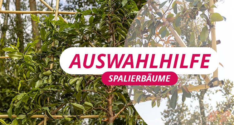 Auswahlhilfe für Spalierbäume