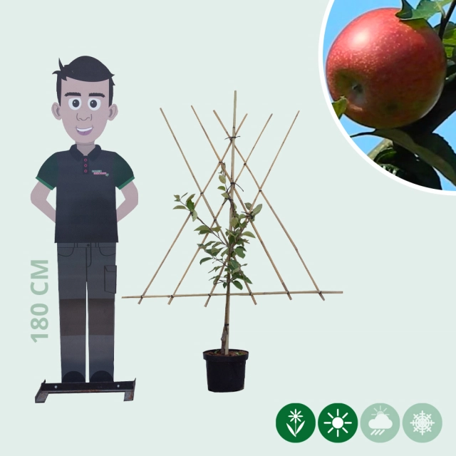 Malus d. 'Benoni' als Spalier