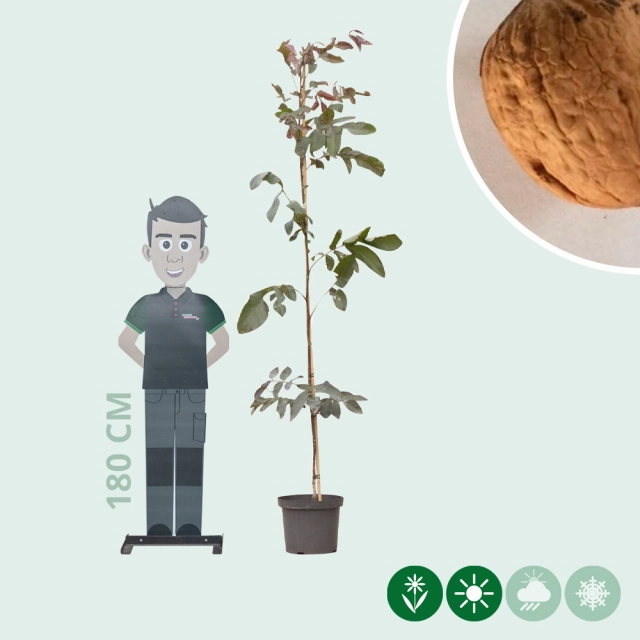 Rotblättriger Walnussbaum