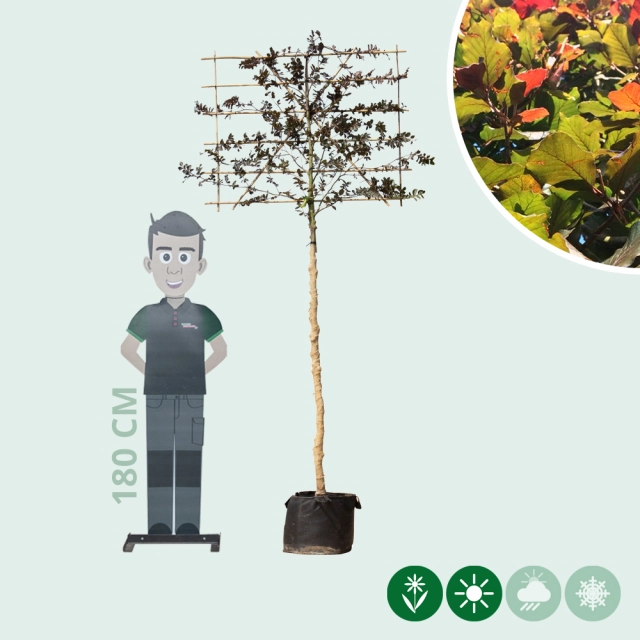 Blutbuche als Spalier