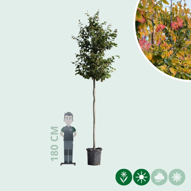 Eisenholzbaum