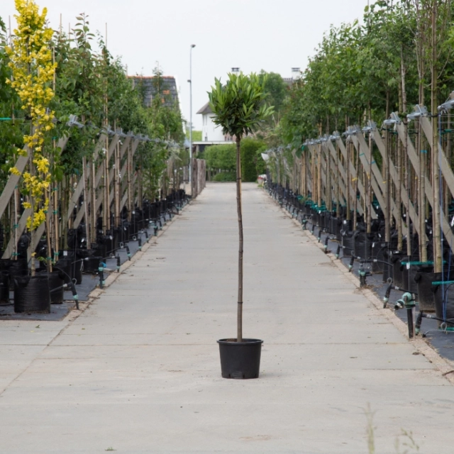 Kugel-Lorbeer Otto Luyken