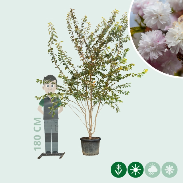 Japanische Kirsche 'Autumnalis Rosea' mehrstämmig