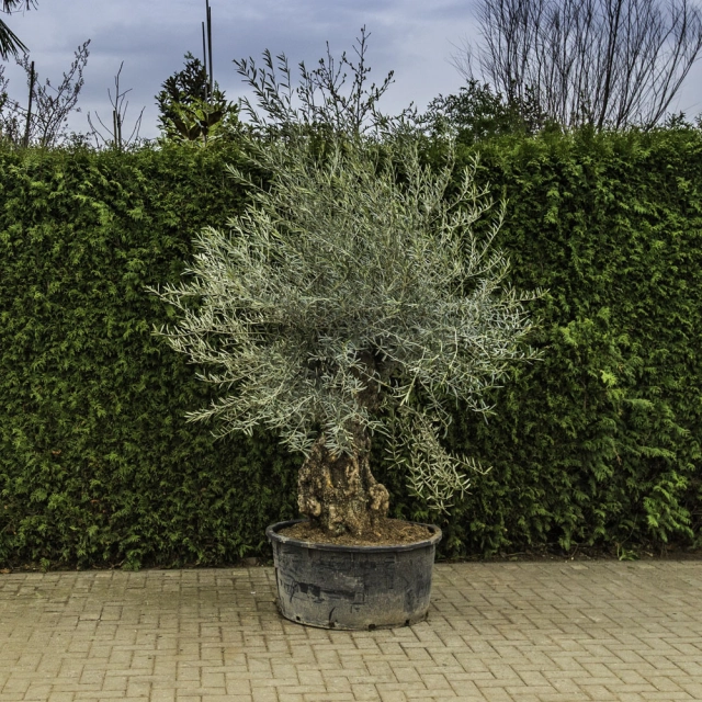 Olivenbaum 'Bonsai' #93