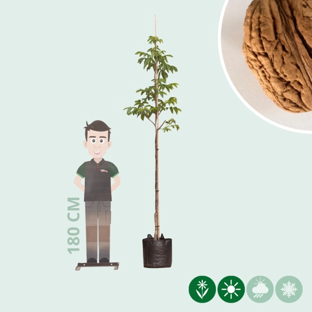 Walnussbaum Bella Maria