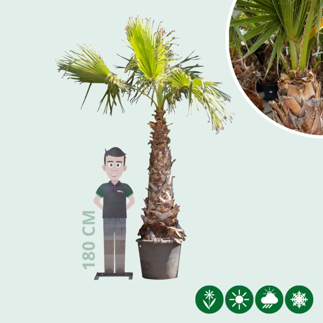 Mexikanische Washingtonpalme