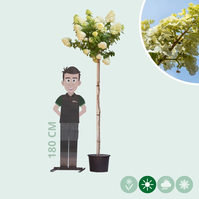 Hortensie 'Lime light'