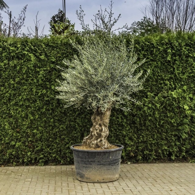Olivenbaum 'Bonsai' #96