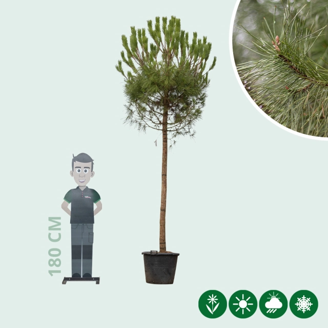 Schirmkiefer Hochstamm