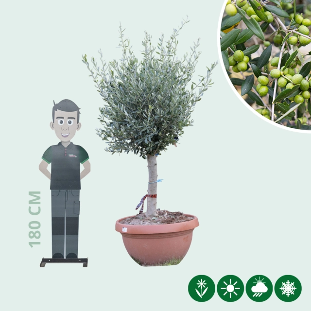 Olivenbaum Dekoschale