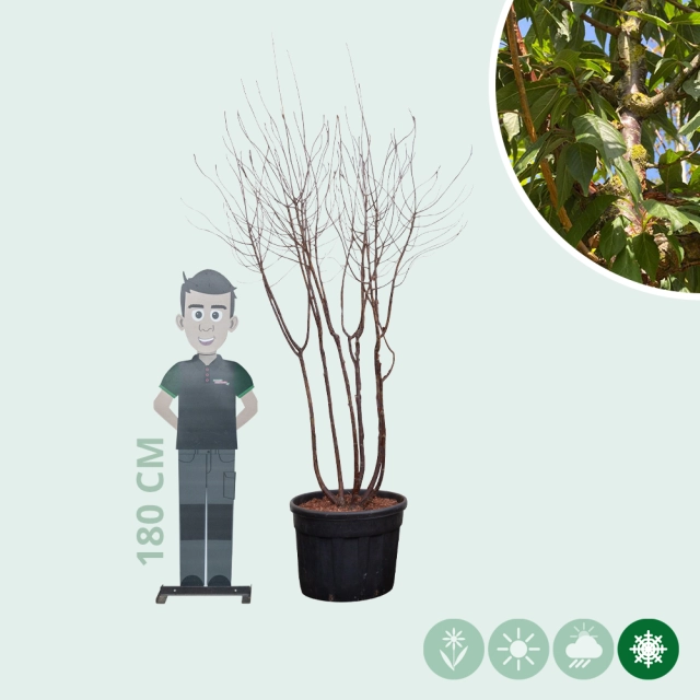 Mehrstämmige Tibetische Blütenkirsche