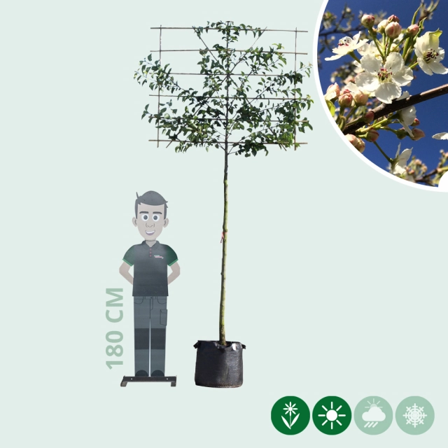 Zierbirne als Spalier